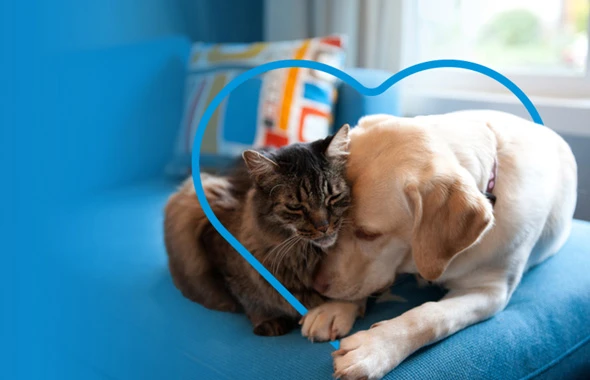 Join NZ's leading pet insurer