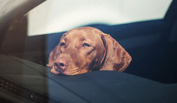 never leave pets in cars