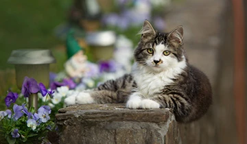 Outdoor enrichment ideas as the weather warms up