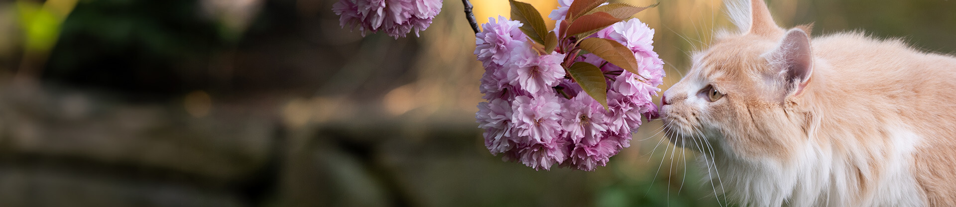 Pet hub spring wellness banner