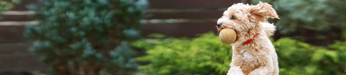 Pet hub summer safety banner