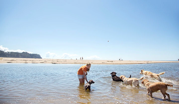 Changing your dog walking routine as the weather warms up