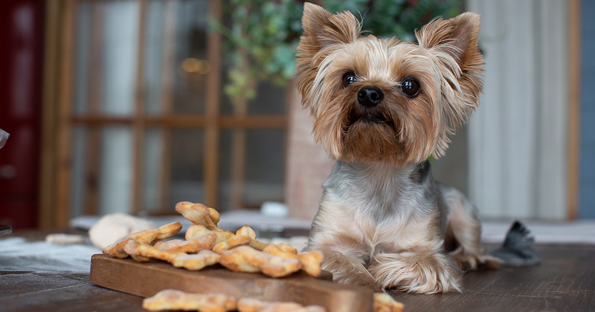 A dog biscuit recipe you can share | Southern Cross Pet Insurance