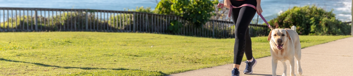 Homemade pet treats for summer
