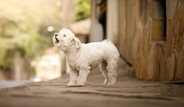How to help your pet cope with a sudden schedule change