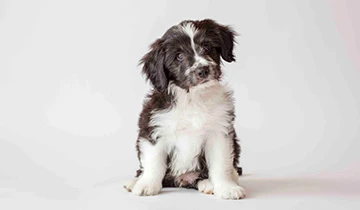 How to prevent anxiety in dogs