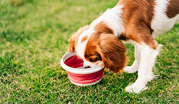 Keeping pets hydrated this summer
