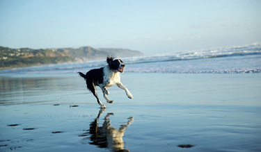 Dog Behaviour for beaches and parks