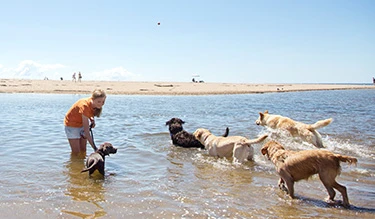 Warm weather dog-walking routines