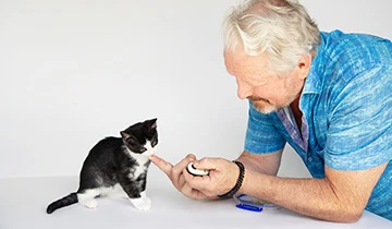 Everything you need when getting a kitten