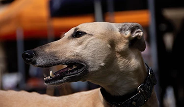Guide to Greyhounds