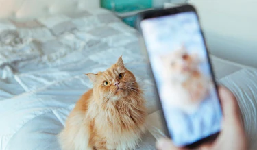 Great cat photo tips