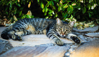 Summer Enrichment ideas for cats