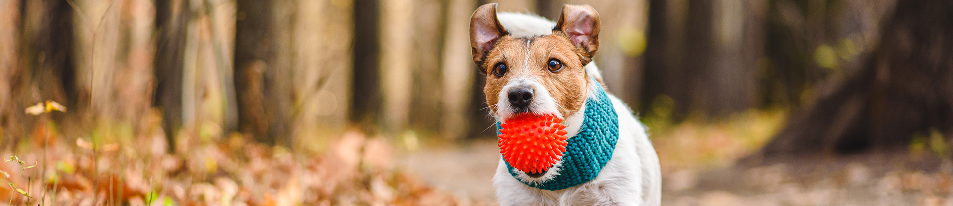 Pet hub winter wellness banner
